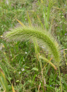 Green Bristle-grass
