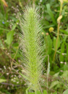 Green Bristle-grass
