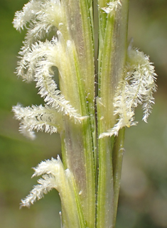 Common Cord-grass