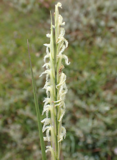 Common Cord-grass