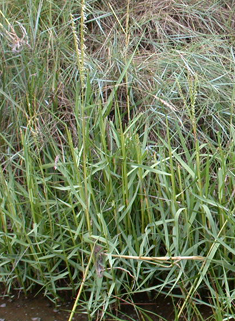 Common Cord-grass