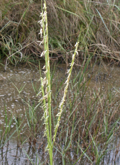 Common Cord-grass