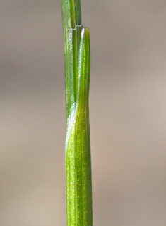 Common Deergrass