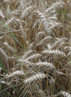Rivet Wheat