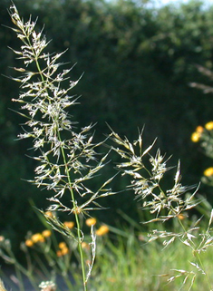 Yellow Oat-grass