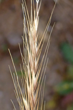 Bearded Fescue