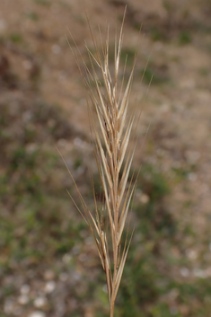 Membranous Fescue