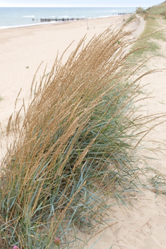 Hybrid Sand Couch