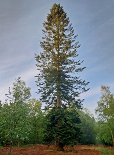 Giant Fir