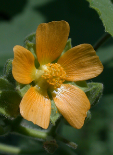 Velvetleaf