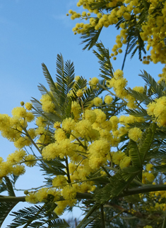 Silver Wattle