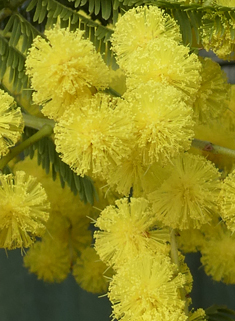 Silver Wattle