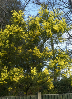 Silver Wattle