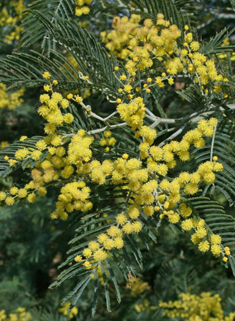 Silver Wattle