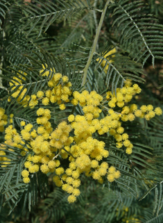 Silver Wattle