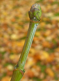 Cappadocian Maple