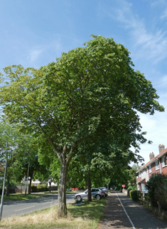 Cappadocian Maple