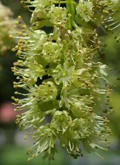 Bigleaf Maple