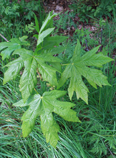 Bigleaf Maple