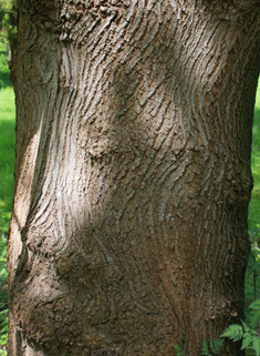 Bigleaf Maple