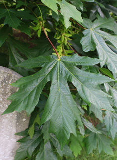 Bigleaf Maple