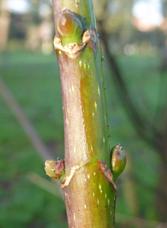 Bigleaf Maple