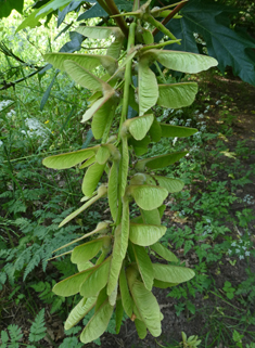 Bigleaf Maple