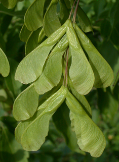 Ash-leaf Maple
