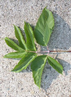 Ash-leaf Maple