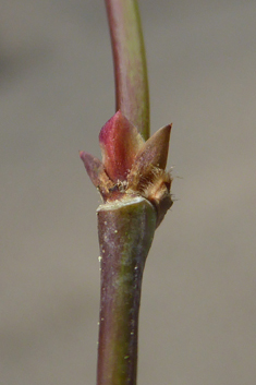 Smooth Japanese Maple