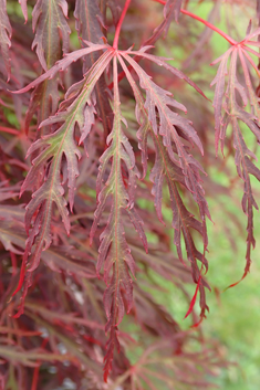 Smooth Japanese Maple