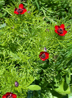 Common Pheasant's-eye