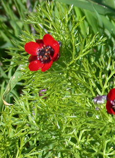 Common Pheasant's-eye