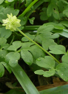 Moschatel