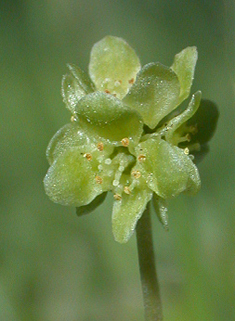 Moschatel