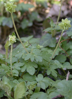 Moschatel