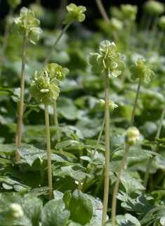 Moschatel