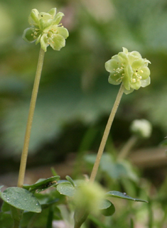 Moschatel