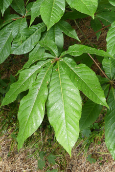 Chinese Horse-chestnut