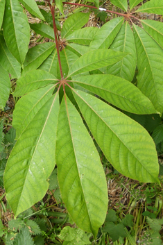 Chinese Horse-chestnut