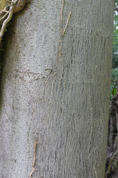 Chinese Horse-chestnut
