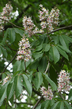 Chinese Horse-chestnut