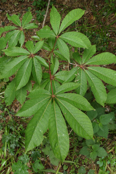 Chinese Horse-chestnut