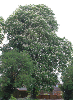 Common Horse-chestnut