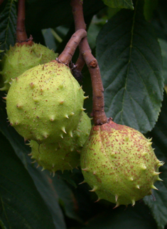 Common Horse-chestnut
