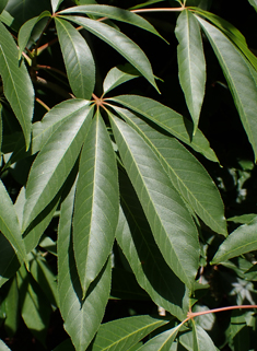 Indian Horse-chestnut