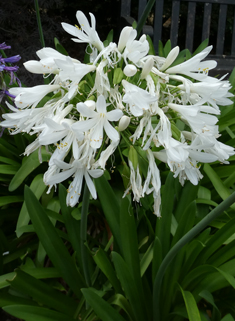 African Lily