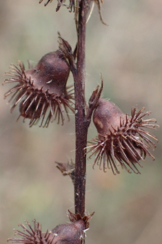 Fragrant Agrimony