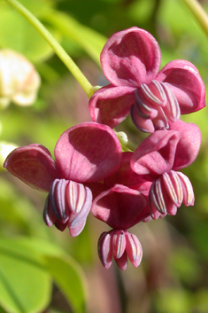 Five-leaved Akebia