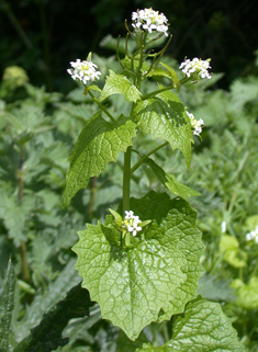 Garlic Mustard